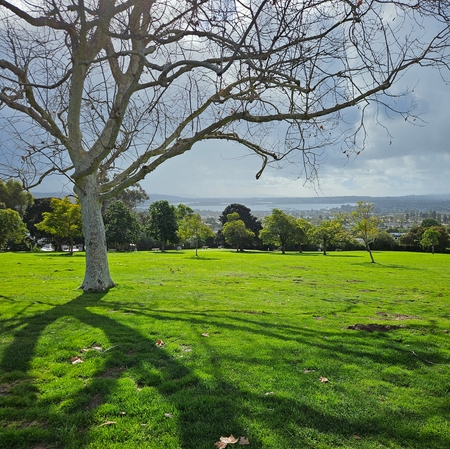 Kate Sessions Overlooking Mission Bay