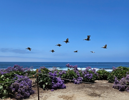 Great blue heron along the cliffs of Pacific Beach