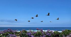Great blue heron along the cliffs of Pacific Beach