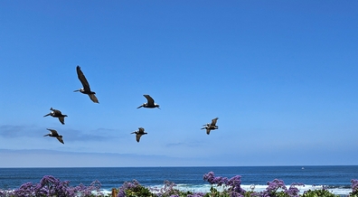 Great blue heron flock soars along cliffs over Pacific Beach