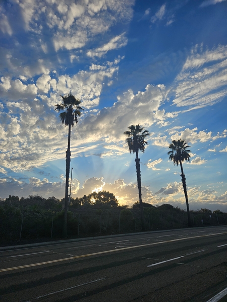 Palm Trees of San Diego